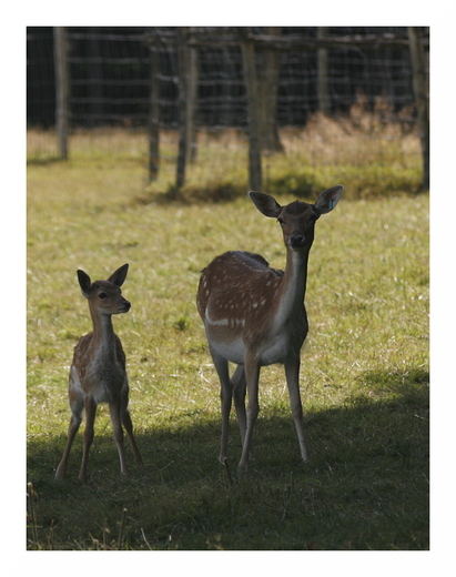 Les daims du Parc Animalier de Saint-Léonard des Bois