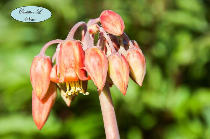 Le Cotyledon orbiculata ‘Macrantha’…