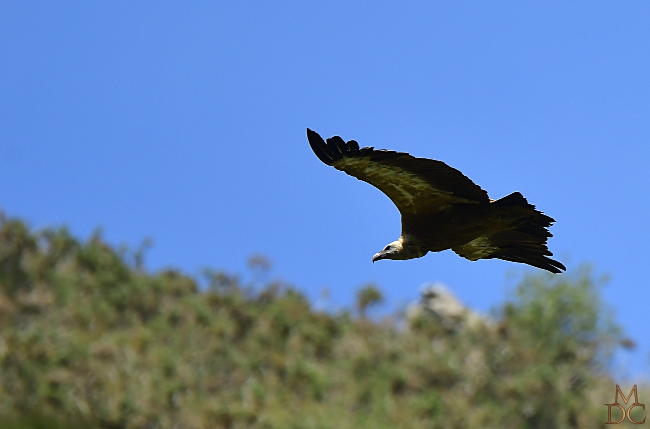 Vautour fauve