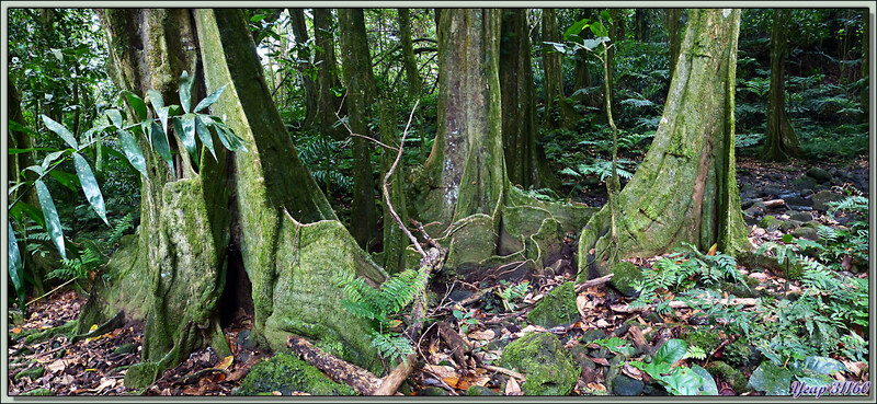 Dans la forêt de Mape (châtaigniers tahitiens) du Marae Ahu-o-Mahine - Moorea - Polynésie française
