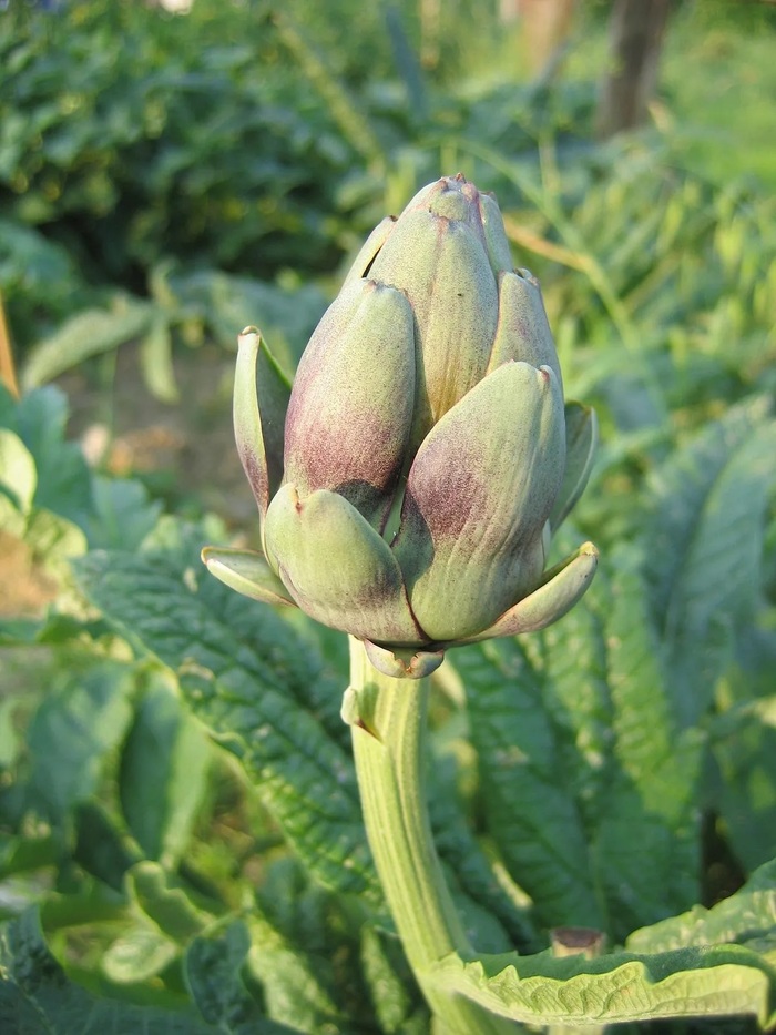 Légumes du mois de Septembre