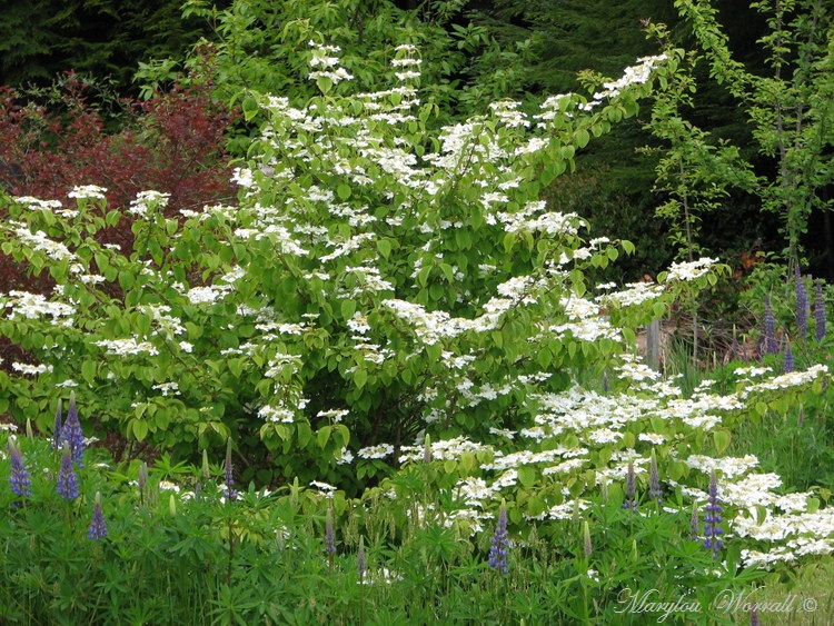 Nouvelles du Canada 180 :  Encore un peu du jardin