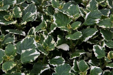 Les Saints de glace sont passés. A vos jardinières !