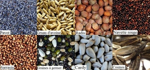 Connaissance des graines