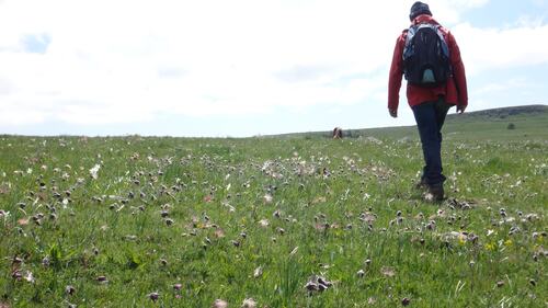 Les paturage fleuri en tourbiere d'Aubrac