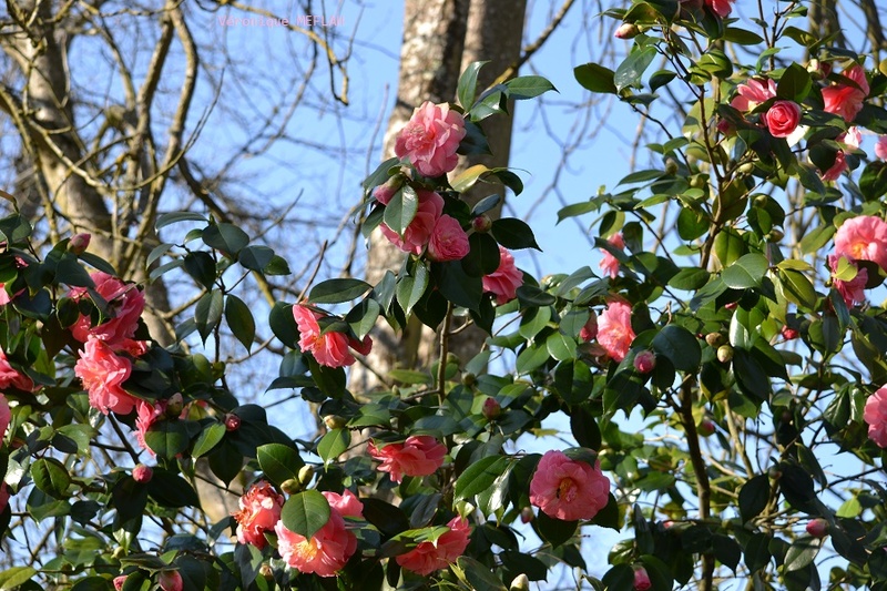 Rambouillet : Dès que le printemps revient (2)