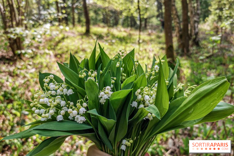 LEGENDES ET TRADITIONS DU MUGUET