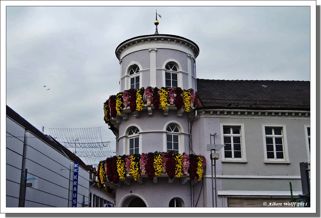 La fête du chrysanthème