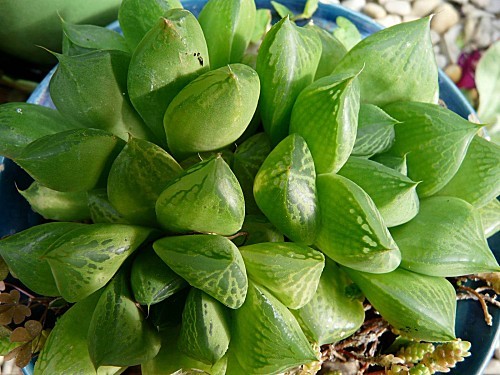 Succulente-7-10-2010-020.jpg