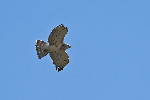 Le rapace qui mangeait des serpents