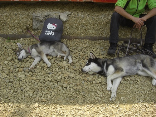 Journée Porte Ouverte au Club Canin