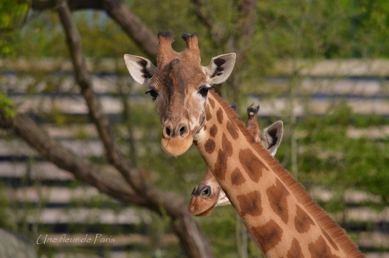 Parc Zoologique de Paris : La girafe d'Afrique de l'Ouest