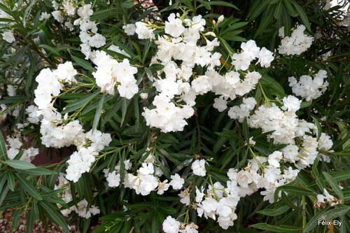 Des fleurs blanches : le laurier