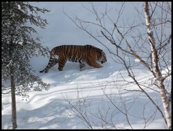 Tigres de l'amour ( Tigre de Sibérie )