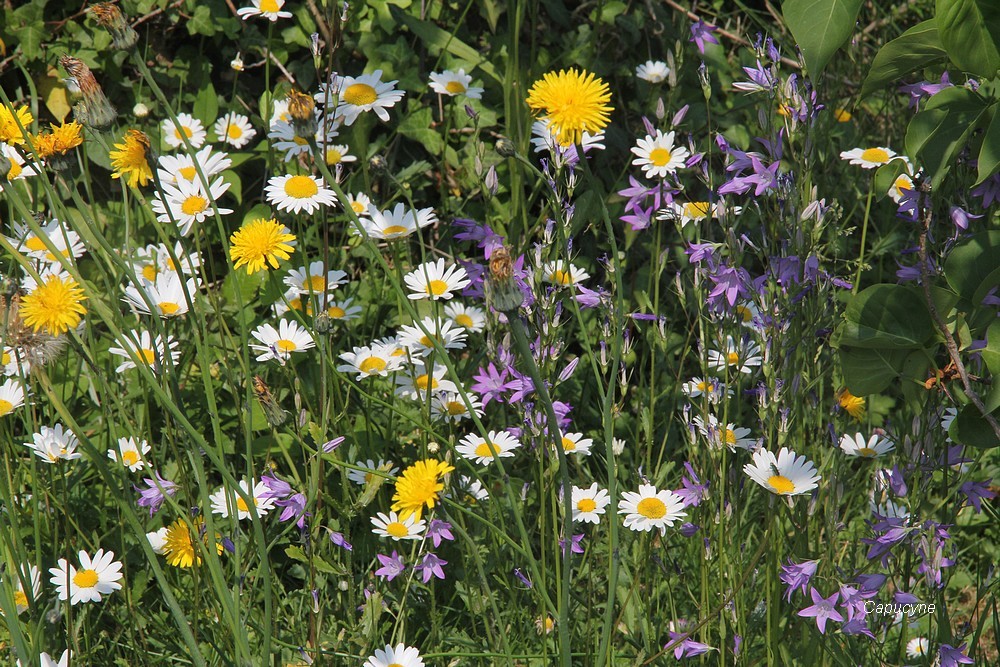 Scènes de jardin en mai...2