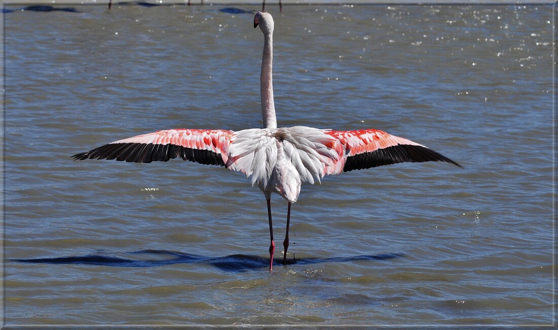 Flamant rose ( Pont de Gau )