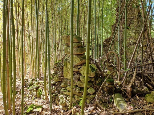 ruine, mystère, bambous