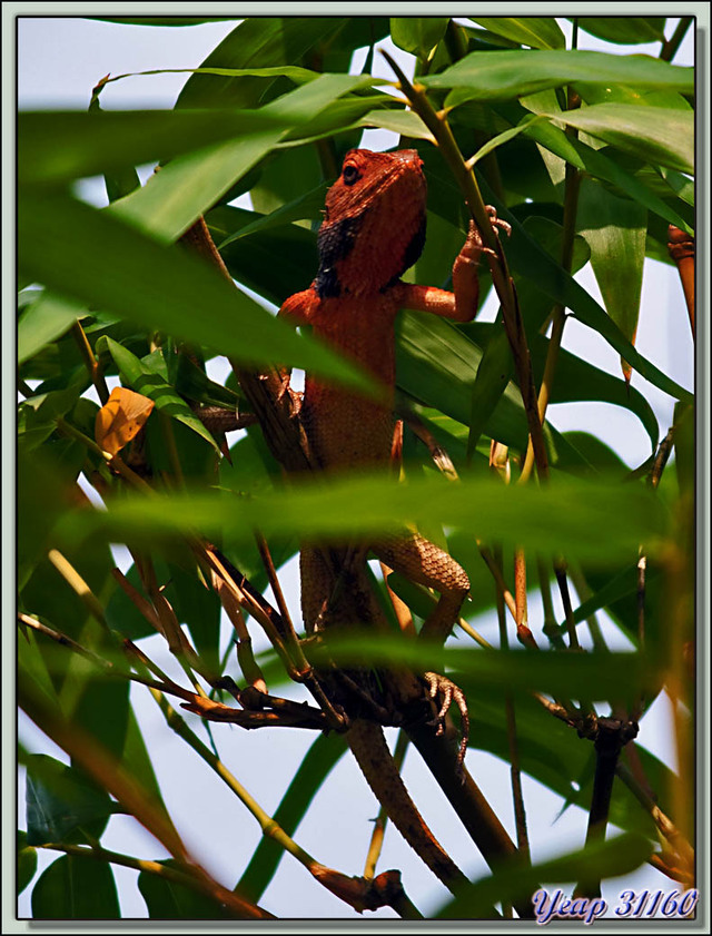 Blog de images-du-pays-des-ours : Images du Pays des Ours (et d'ailleurs ...), Lézard Agame à gorge rouge (Calotes Versicolor) - Parc National de Chitwan - Teraï - Népal