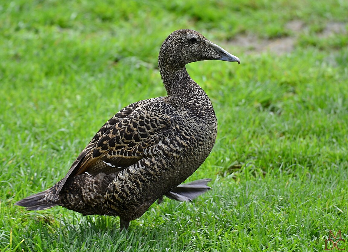 Eider à duvet (femelle)