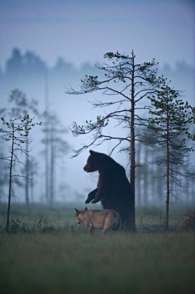 rare-animal-friendship-gray-wolf-brown-bear-lassi-rautiainen-finland-131-600x9021-600x902