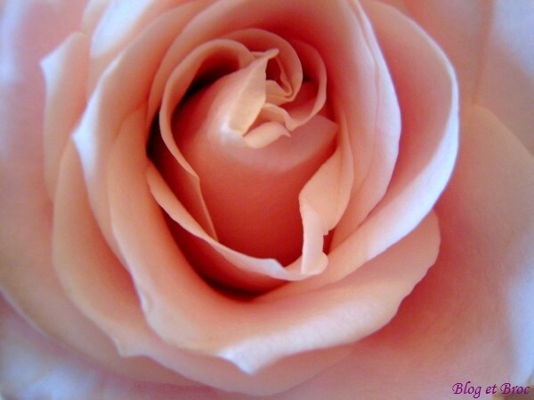 Roses_8.jpg