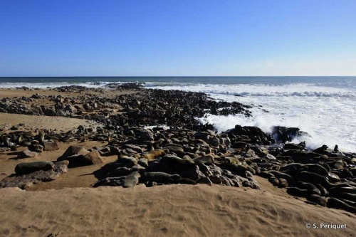 Sounds and Smells - Cape Cross, Cape fur seals colony