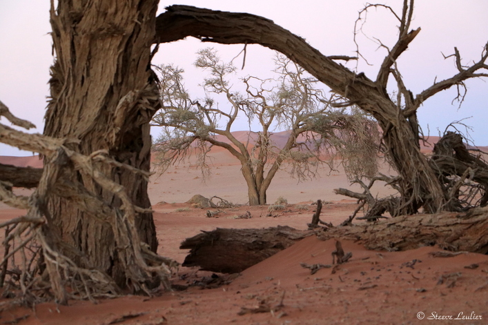 Erg du Namib 