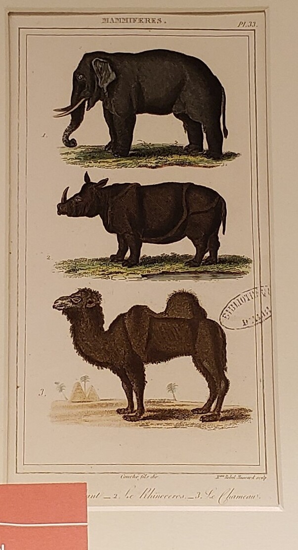 ANCIENNES GRAVURES D'ANIMAUX : Expo à la médiathèque