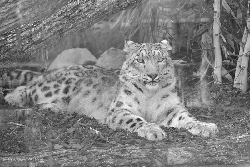 Ménagerie du Jardin des Plantes : Esha et Makalu