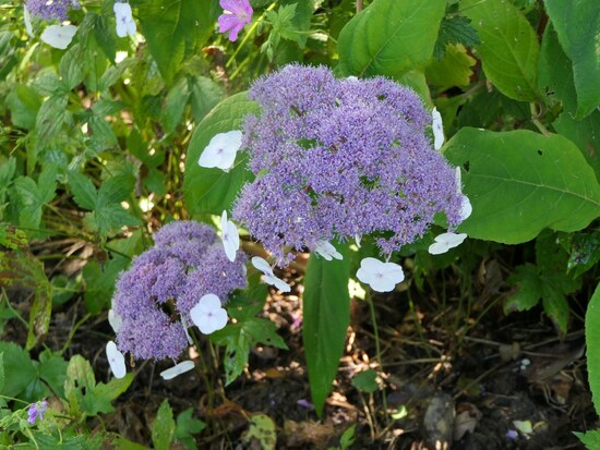 Un week-end au jardin