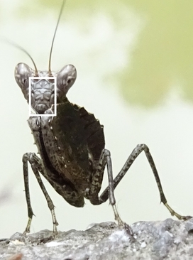 Un insecte fascinant qui vous suit du regard