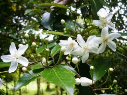 Arbres et arbustes fleuris en été