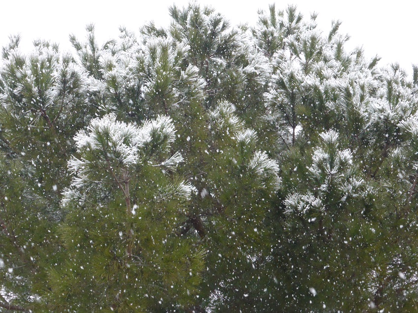   Quand il neige dans l'Hérault...