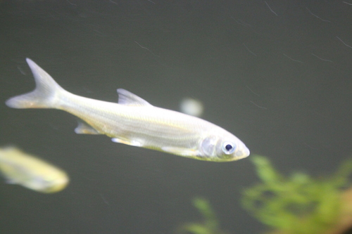 Aquarium du Bugue en Dordogne 