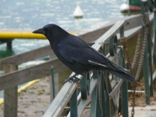 Lac d'Annecy et ses oiseaux