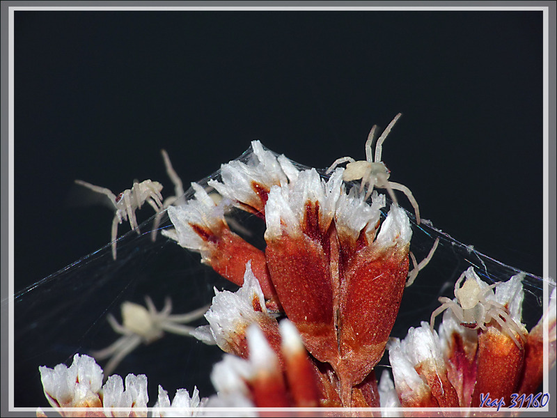 Araignée crabe Thomise enflée (Thomisus onustus) - Originaire de La Couarde - Île de Ré - 17