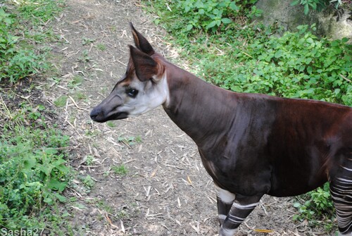 (16) L'okapi.