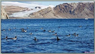 Guillemot de Brünnich, Thick-billed Murre (Uria lomvia) - Coburg Island - Baffin Bay - Nunavut - Canada
