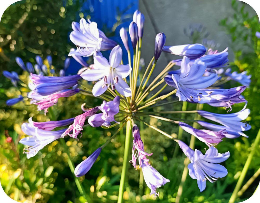 Mes agapanthes bleues - juillet 2024...