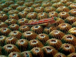 alt=Description de l'image Helcogramma striata (Neon triplefin) on Diploastrea heliopora (Hard coral).jpg.