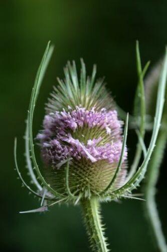 Isabelle et le dipsacus magique