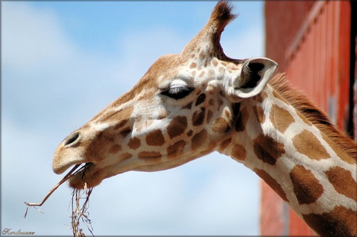 Photo de girafe au zoo de Pessac en Gironde