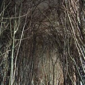 The forked forest path • Artwork • Studio Olafur Eliasson