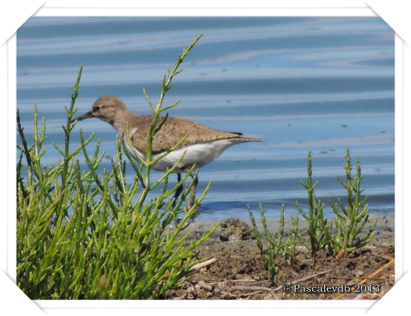 Pause ornithologique estivale au Teich - 7/12