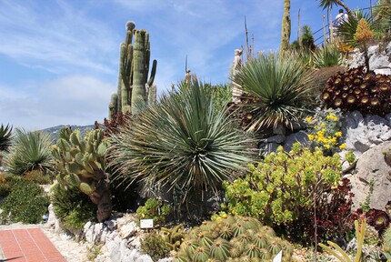  Yucca rostrata, Aeonium arboreum