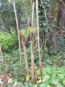 Protection hivernale des  plantes 