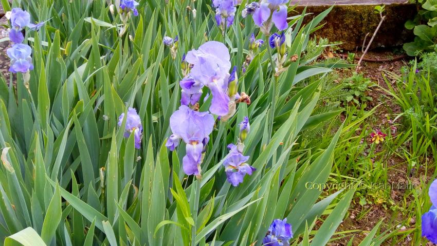 Iris germanica, l’iris des jardins(tout sol même calcaire et aime la sécheresse,il y a de nombreuses variétés