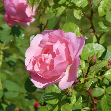 Les Journées de la Rose 2019 de l'abbaye de Chaalis...