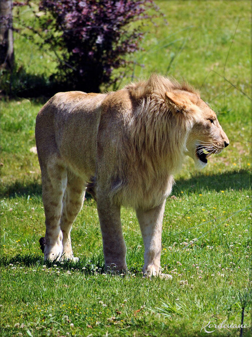 Photos de Lions - Zoo de Beauval