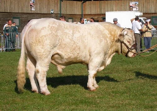 Bacchus